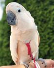 Molukse kaketoe liefdevol met de hand grootgebracht.