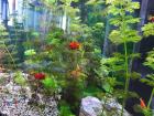 Gratis af te halen aquarium vissen