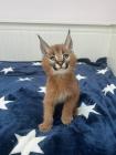 kittens serval en caracal met jonge savannah