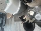 Kitten 6maanden weggeven