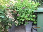 planten bak met planten