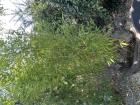 5 bamboeplanten in kuip