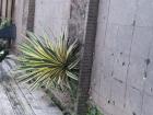 Aloe vera plant