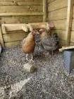 3 kippen Bielefelder krielhennen