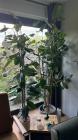 2 grote kamerplanten (ficus) 2mtr