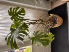 Gaten plant 