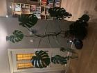grote monsteraplant 