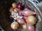 Uien en knoflook 