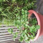 Grote bruine bloembak