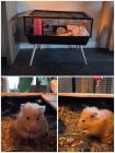 Hamster inclusief hok en accessoires 