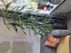 Gratis  kamerplant
