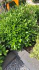 Tuinplant