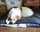 Hondje oppassen 
