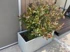 Plantenbak voor buiten incl plant