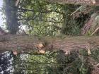 Gratis hout