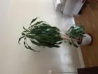 Grote kamerplant dracena 180 hoog 