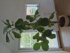 Ficus Lyrata