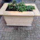 Tuinplanten
