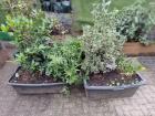 Tuinplanten