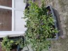 Tuinplanten