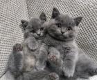 Brits Korthaar-kittens met blauwe ogen