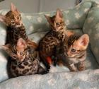 Prachtige Bengaalse kittens voor u