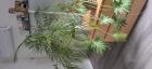 2 grote planten